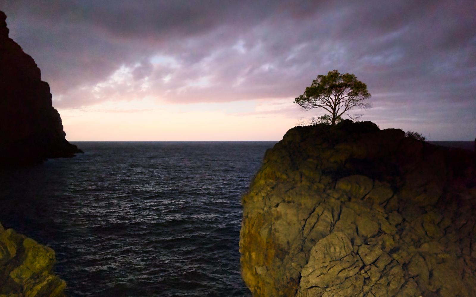 A lone pine on a rock above the sea